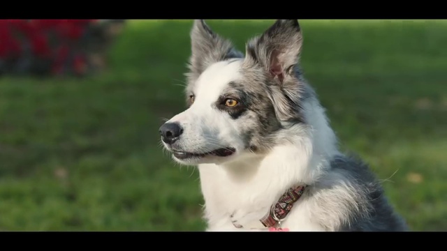 Video Reference: Dog, Eye, Dog breed, Carnivore, Whiskers, Companion dog, Plant, Grass, Snout, Sporting Group