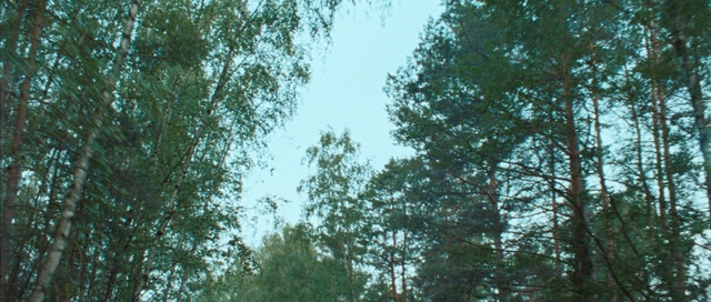 Video Reference: Sky, Tree, Twig, Natural landscape, Trunk, Plant, Grass, Temperate broadleaf and mixed forest, Forest, Landscape
