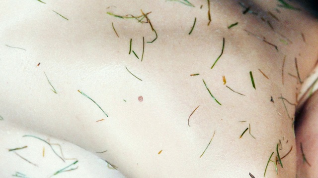 Video Reference: Plant, Organism, Terrestrial plant, Wood, Tree, Twig, Pattern, Thorns, spines, and prickles, Wrist, Carmine