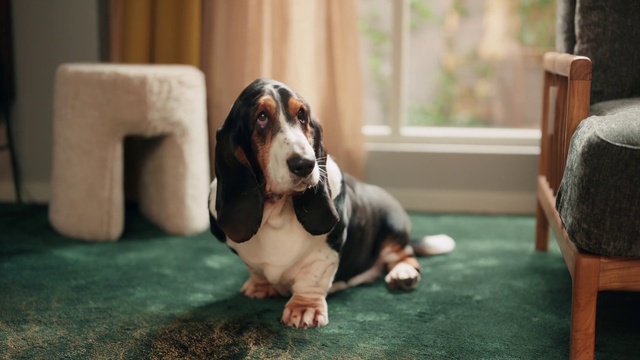 Video Reference: Dog, Carnivore, Scent hound, Dog breed, Fawn, Companion dog, Basset hound, Wood, Hound, Snout