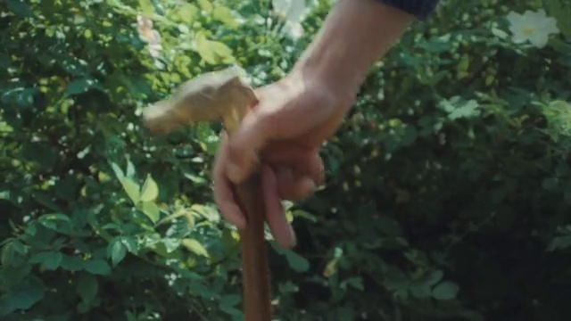 Video Reference: Plant, Gesture, Terrestrial plant, Grass, People in nature, Thumb, Wood, Wrist, Forest, Nail