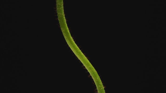 Video Reference: macro, plant, stem, vine, green, close-up, botany, nature, texture, black background, minimal, abstract
