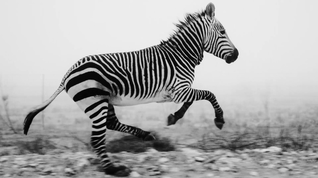 Video Reference: Zebra, Water, Mane, Black-and-white, Terrestrial animal, Grass, Grassland, Plain, Snout, Monochrome photography