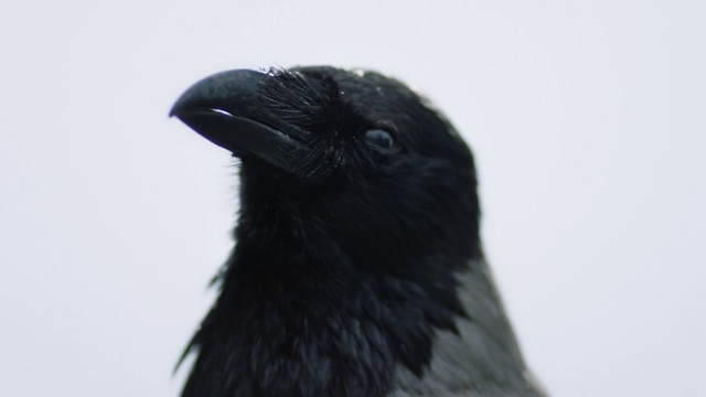 Video Reference: Bird, Beak, Plant, Feather, Wing, Perching bird, Crow-like bird, Wildlife, Eyelash, Monochrome photography