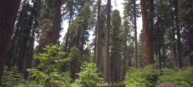 Video Reference: Plant, Plant community, Sky, Natural landscape, Larch, Terrestrial plant, Wood, Tree, Trunk, Evergreen