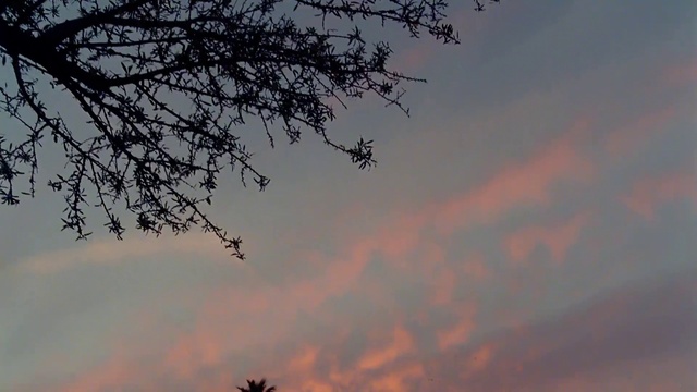 Video Reference: Cloud, Sky, Atmosphere, Natural landscape, Dusk, Twig, Tree, Atmospheric phenomenon, Cumulus, Afterglow