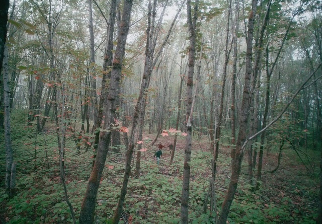 Video Reference: Plant, Natural landscape, Tree, Terrestrial plant, Wood, Trunk, Twig, Grass, Landscape, Deciduous