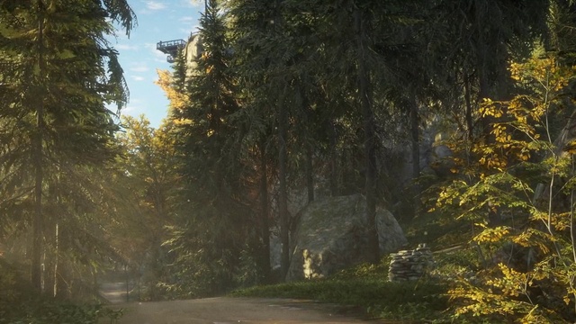 Video Reference: Plant, Leaf, Natural landscape, Sky, Road surface, Wood, Tree, Yellow, Sunlight, Grass