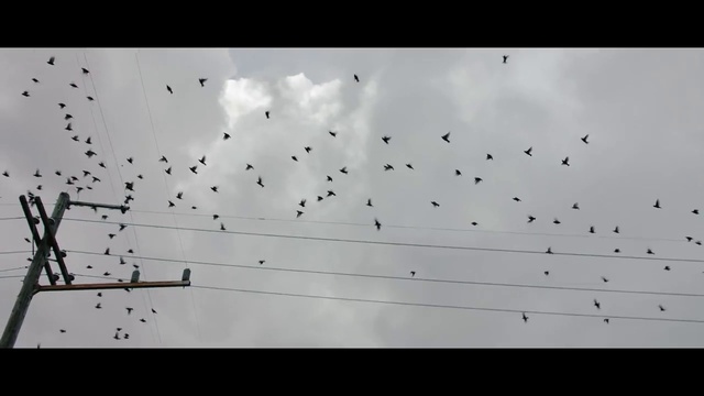 Video Reference: Bird, Sky, Cloud, Animal migration, Natural material, Bird migration, Flock, Event