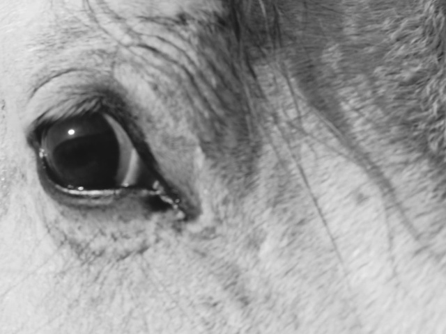 Video Reference: Eyelash, Horse, Grey, Ear, Working animal, Snout, Liver, Wrinkle, Livestock, Terrestrial animal