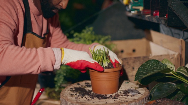 Video Reference: Plant, Flowerpot, Houseplant, Terrestrial plant, Flower, Natural foods, Fruit, Cooking, Leaf vegetable, Event