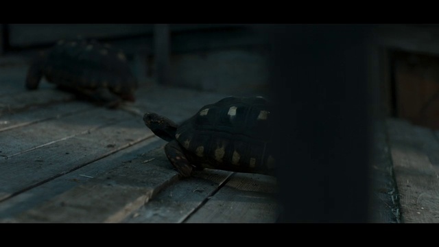 Video Reference: Flash photography, Wood, Gas, Tints and shades, Snout, Darkness, Metal, Insect, Fish, Terrestrial animal