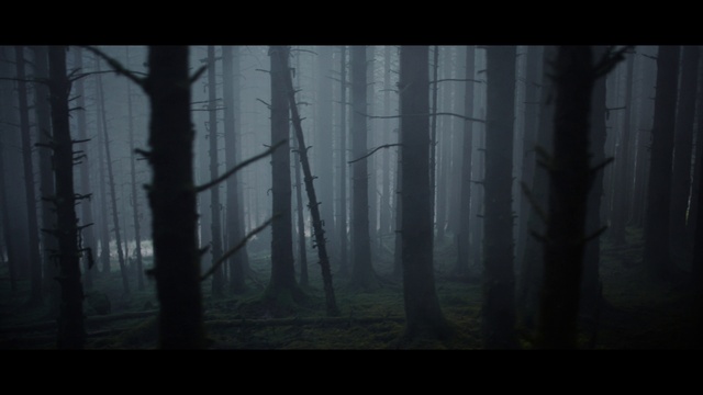 Video Reference: Atmosphere, Plant, Natural landscape, Wood, Tree, Twig, Branch, Trunk, Sky, Fog