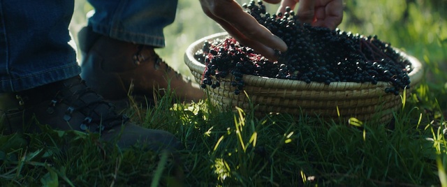 Video Reference: Plant, People in nature, Grass, Finger, Fruit, Natural foods, Nail, Human leg, Leaf vegetable, Shrub