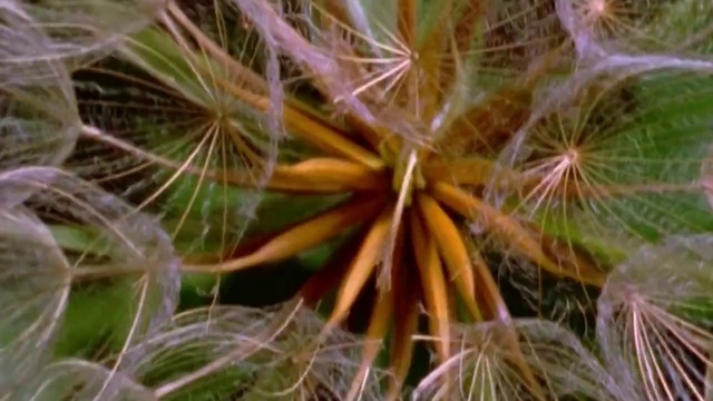 Video Reference: Flower, Plant, Botany, Organism, Terrestrial plant, Vegetation, Grass, Flowering plant, Close-up, Macro photography