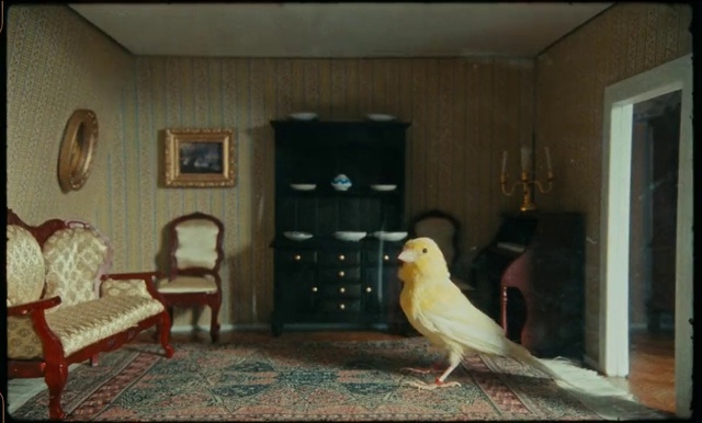 Video Reference: Bird, Furniture, Picture frame, Building, Beak, Wood, Flooring, Floor, Interior design, Drawer