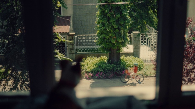 Video Reference: Bicycle, Tire, Wheel, Plant, Bicycle wheel, Shade, Road surface, Morning, Grass, Tints and shades