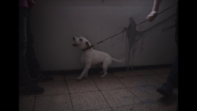 Video Reference: Dog, Dog breed, Carnivore, Mammal, Style, Floor, Companion dog, Flooring, Tints and shades, Monochrome photography