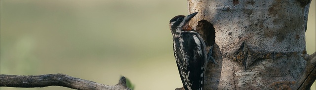 Video Reference: Bird, Downy Woodpecker, Woodpecker, Leuconotopicus, Beak, Piciformes, Feather, Trunk, Wing, Perching bird