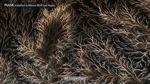 Video Reference: Plant, Organism, Terrestrial plant, Grass, Font, Grass family, Event, Fireworks, Pattern, Midnight