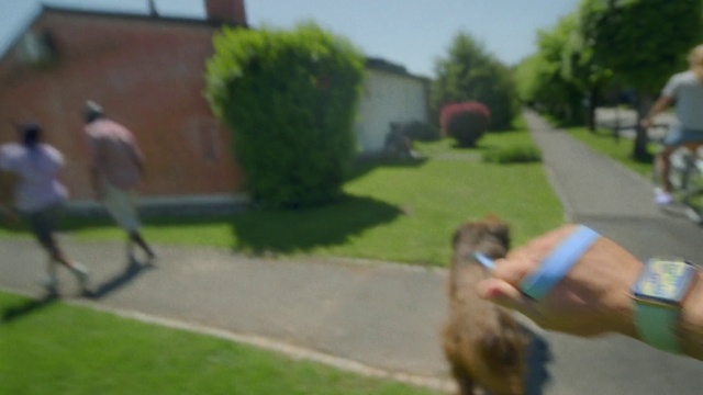 Video Reference: Plant, Dog, Asphalt, Road surface, Carnivore, Mammal, Dog breed, Fawn, Leisure, Sidewalk