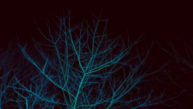 Video Reference: Sky, Plant, Terrestrial plant, Twig, Tree, Tints and shades, Electric blue, Pattern, Grass, Midnight