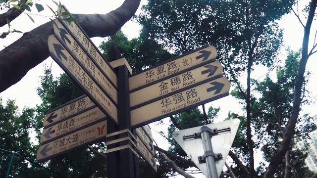 Video Reference: Daytime, Light, Nature, Tree, World, Lighting, Sky, Branch, Gesture, Biome