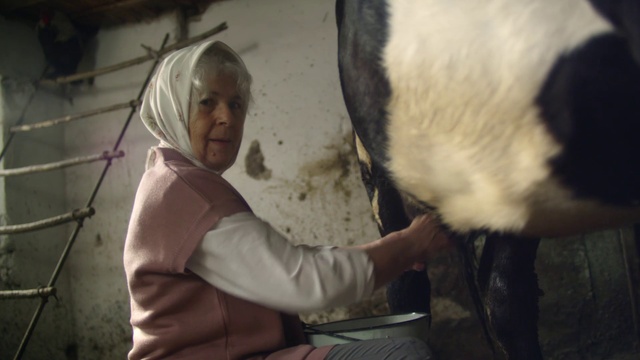 Video Reference: Terrestrial animal, Livestock, Fur, Panda, Scarf, Dairy, Sitting, Dairy cow, Monochrome, Monochrome photography