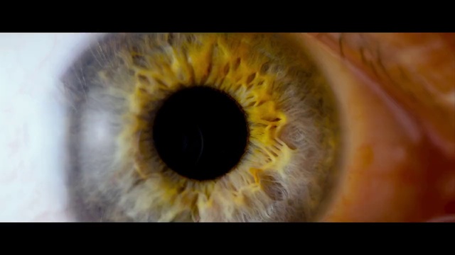 Video Reference: Eyelash, Plant, Circle, Terrestrial plant, Symmetry, Petal, Electric blue, Macro photography, Visual arts, Art