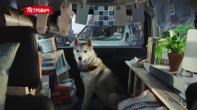 Video Reference: Dog, Plant, Flowerpot, Houseplant, Collar, Dog breed, Carnivore, Fawn, Companion dog, Window