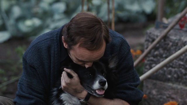 Video Reference: Dog, Dog breed, Carnivore, Companion dog, Snout, Sporting Group, Grass, Sitting, Canidae, Fur