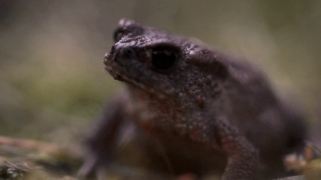 Video Reference: Eye, Rodent, Terrestrial animal, True toad, Toad, Snout, Whiskers, Amphibian, Squirrel, Grass