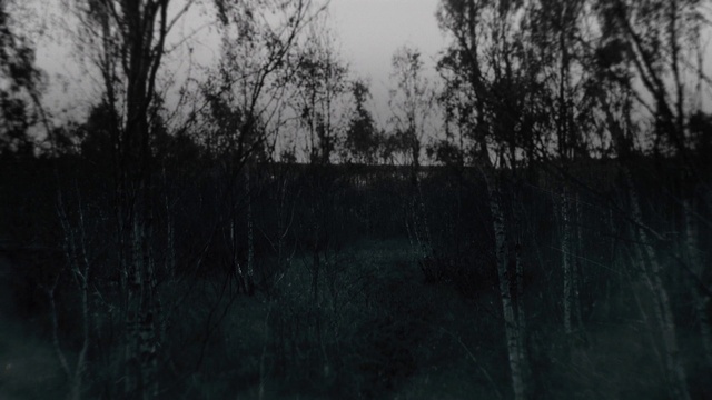 Video Reference: Sky, Natural landscape, Plant, Wood, Branch, Trunk, Twig, Grey, Tree, Grass