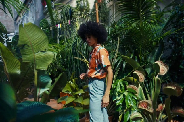 Video Reference: Plant, Jeans, Terrestrial plant, Organism, Arecales, Vegetation, Adaptation, Shorts, Banana family, Leisure