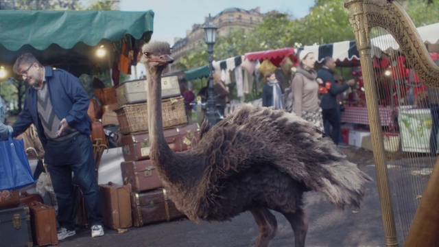 Video Reference: Ratite, Wheel, Working animal, Sky, Emu, Ostrich, Event, Market, Flightless bird, Landscape