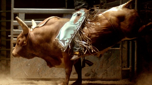 Video Reference: Working animal, Organism, Snout, Terrestrial animal, Livestock, Recreation, Art, Event, Bovine, Natural material