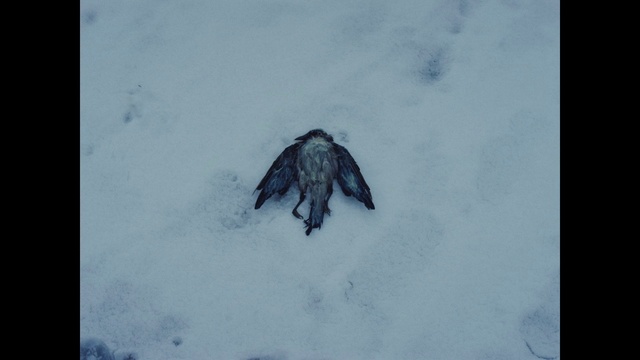 Video Reference: Snow, Sky, Slope, Freezing, Ice cap, Wood, Winter, Electric blue, Visual arts, Landscape