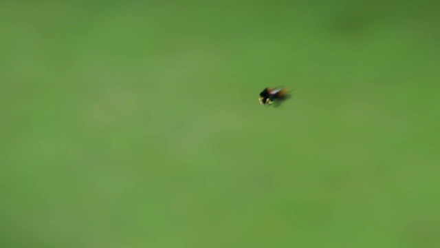 Video Reference: Insect, Arthropod, Pest, Grassland, Grass, Parasite, Membrane-winged insect, Macro photography, Fly, Pasture