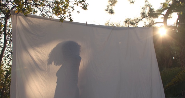 Video Reference: Sky, Plant, Light, Leaf, Nature, Branch, Shade, Tree, Sunlight, Biome