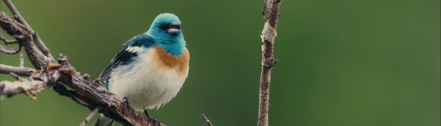 Video Reference: Bird, Beak, Branch, Feather, Twig, Roller, Plant, Bluebird, Songbird, Jay