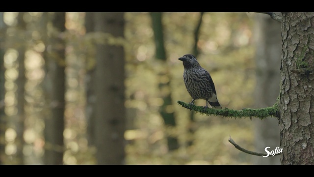 Video Reference: Bird, Beak, Branch, Twig, Organism, Plant, Biome, Accipitridae, Falconiformes, Wood