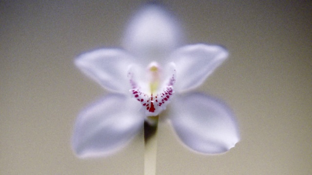 Video Reference: Flower, Plant, Petal, Terrestrial plant, Pedicel, Art, Flowering plant, Herbaceous plant, Magenta, Wildflower