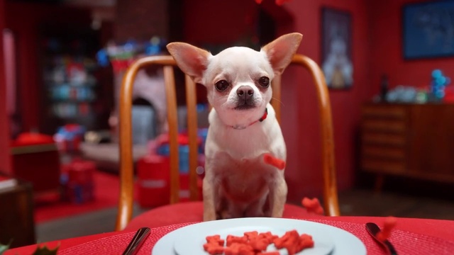 Video Reference: Dog, Table, Furniture, Tableware, Carnivore, Dishware, Dog breed, Plate, Food, Companion dog