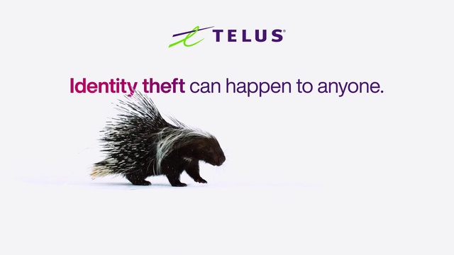Video Reference: Carnivore, Font, Tail, Terrestrial animal, Art, Internet meme, Dog breed, Fur, Canidae, Sporting Group