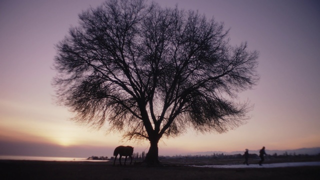 Video Reference: Sky, Atmosphere, Ecoregion, Plant, Vertebrate, Cloud, Black, Natural landscape, Tree, Branch