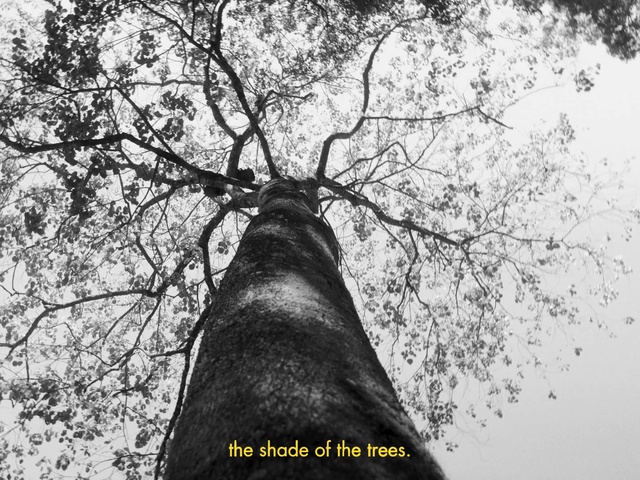Video Reference: Sky, Twig, World, Natural landscape, Trunk, Tree, Wood, Black-and-white, People in nature, Terrestrial plant