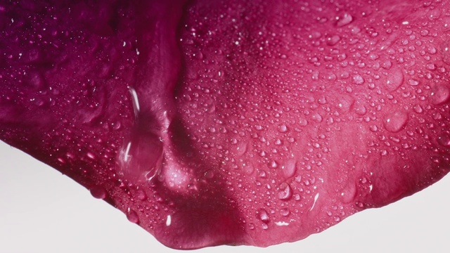 Video Reference: Plant, Liquid, Petal, Purple, Water, Pink, Violet, Magenta, Tree, Tints and shades