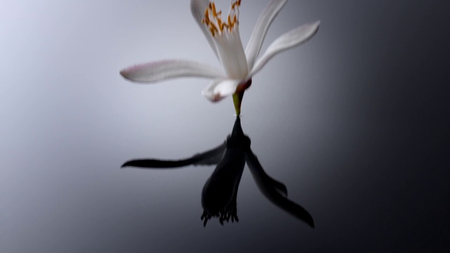 Video Reference: Flower, Plant, Petal, Terrestrial plant, Twig, Herbaceous plant, Wing, Pedicel, Close-up, Macro photography