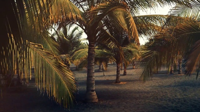 Video Reference: Plant, Tree, Arecales, Vegetation, Terrestrial plant, Sunlight, Biome, Woody plant, Sky, Trunk