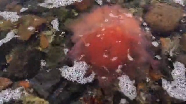 Video Reference: Fluid, Underwater, Liquid, Marine biology, Natural material, Coral, Reef, Soil, Science, Carmine